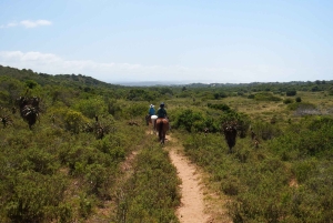 Città del Capo: 9 giorni sulla costa del Capo e sulla Garden Route con tour di Addo