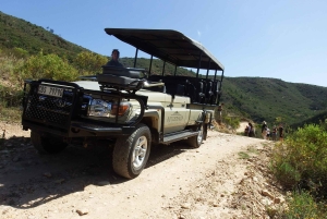 Città del Capo: 9 giorni sulla costa del Capo e sulla Garden Route con tour di Addo