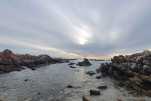 Cape Town: Cape Aghullas Van Tour with Hotel Pickup