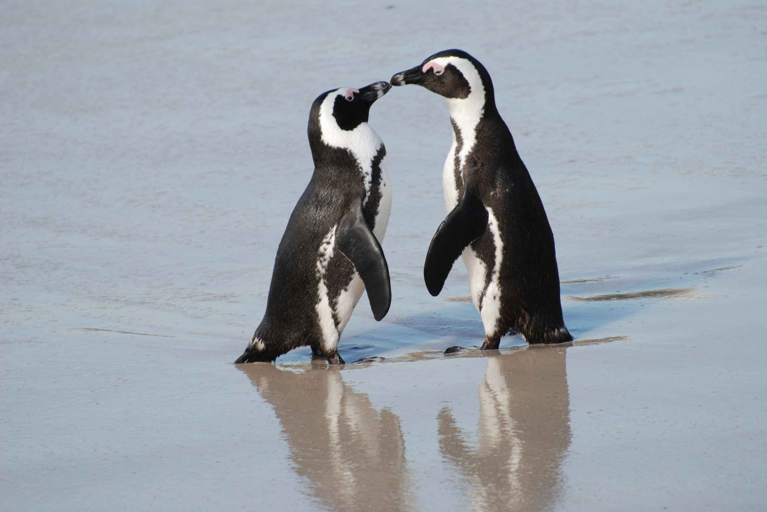 Cidade do Cabo: excursão de 1 dia ao Cabo da Boa Esperança e aos pinguins
