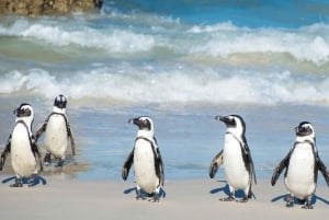 Cape Town: Cape Peninsula and Penguins Full-Day Tour