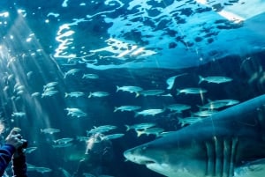 Cape Town City Pass: Save Over 50% on 80+ Top Attractions