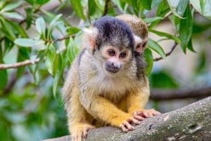 Cape Town City Pass: Save Over 50% on 80+ Top Attractions