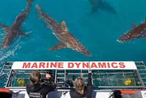 Cape Town: Gansbaai miljøvenligt hajbur-dykningskrydstogt
