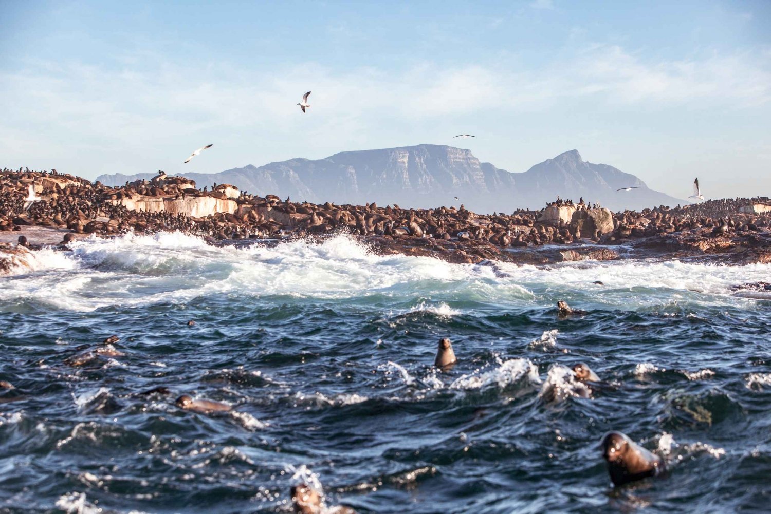 Cape Town: Guided Township Tour with Hotel Pickup