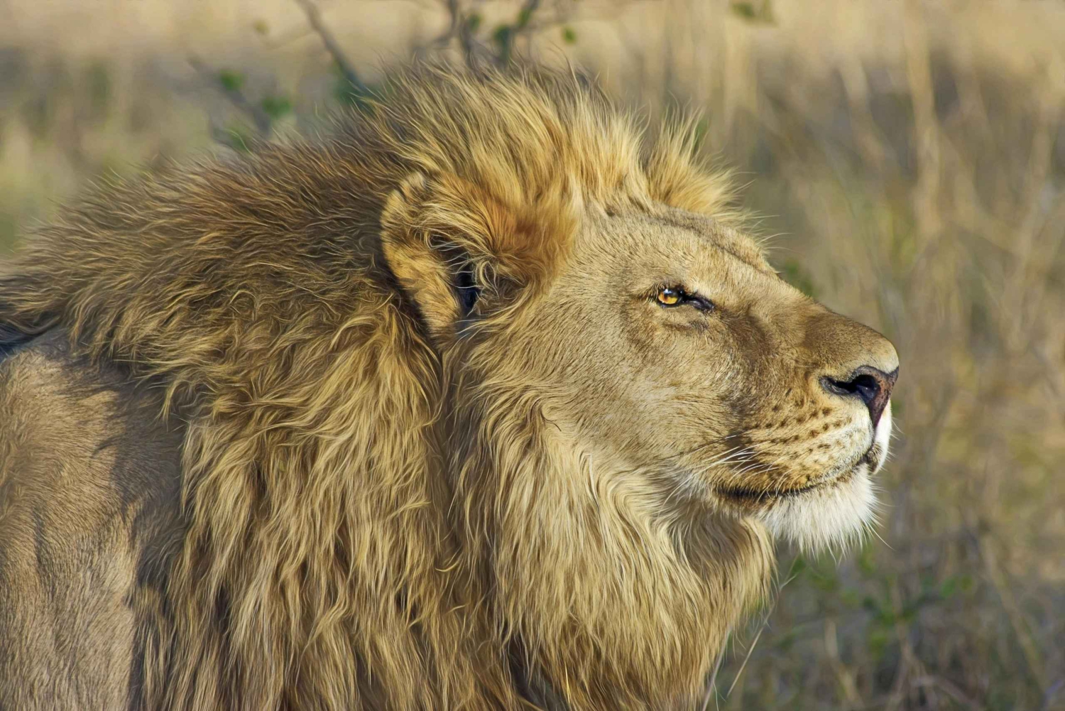 Cape Town: Private Game Reserve Safari incl. buffet Lunch!