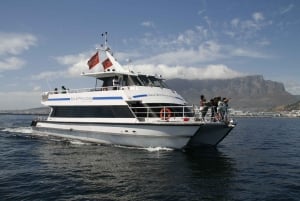Cape Town: Scenic 1-Hour Coastal Catamaran Cruise