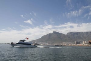 Cape Town: Scenic 1-Hour Coastal Catamaran Cruise