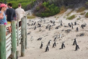 Kapstadt:Schwimmen mit Pinguinen bei Boulders &cape of good hope