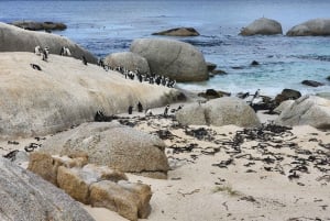 Kapstadt:Schwimmen mit Pinguinen bei Boulders &cape of good hope