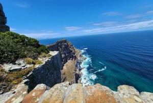 Kapstadt:Schwimmen mit Pinguinen bei Boulders &cape of good hope