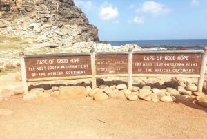 Kapstadt:Schwimmen mit Pinguinen bei Boulders &cape of good hope