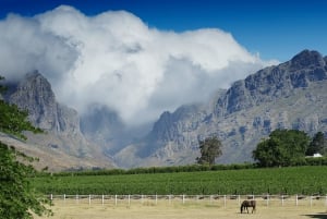 Tournée des vins du Cap (Paarl, Stellenbosch et Franschhoek)