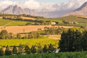 Tournée des vins du Cap (Paarl, Stellenbosch et Franschhoek)