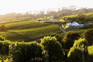 Tournée des vins du Cap (Paarl, Stellenbosch et Franschhoek)