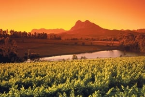 Tournée des vins du Cap (Paarl, Stellenbosch et Franschhoek)