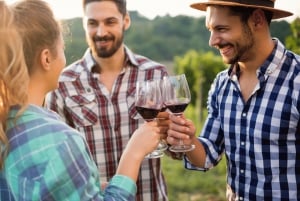 Tournée des vins du Cap (Paarl, Stellenbosch et Franschhoek)