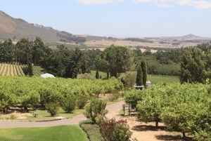 Tournée des vins du Cap (Paarl, Stellenbosch et Franschhoek)