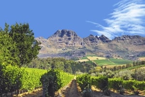 Tournée des vins du Cap (Paarl, Stellenbosch et Franschhoek)
