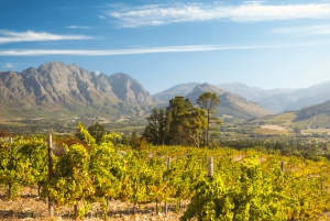 Tournée des vins du Cap (Paarl, Stellenbosch et Franschhoek)