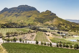 Tournée des vins du Cap (Paarl, Stellenbosch et Franschhoek)