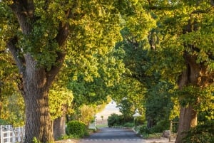 Tournée des vins du Cap (Paarl, Stellenbosch et Franschhoek)