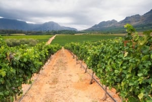 Tournée des vins du Cap (Paarl, Stellenbosch et Franschhoek)