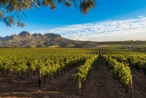 Tournée des vins du Cap (Paarl, Stellenbosch et Franschhoek)