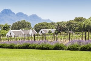 Tournée des vins du Cap (Paarl, Stellenbosch et Franschhoek)