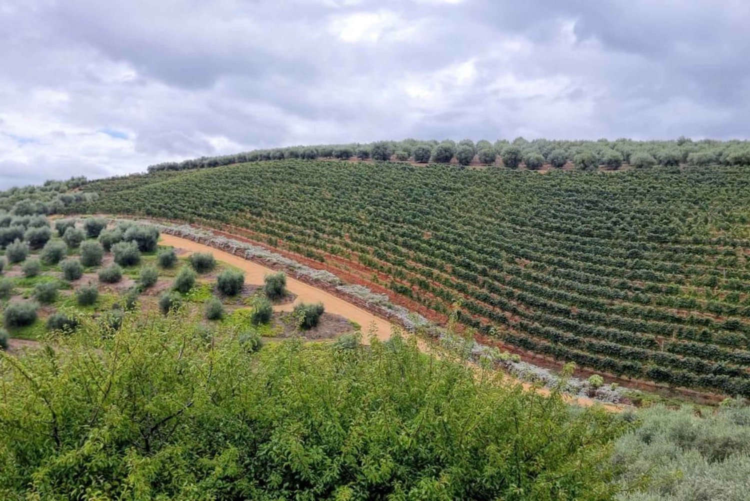 Ciudad del Cabo: Excursión enológica con catas y paseo por viñedos