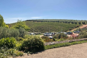 Cape Winelands Experience: Paarl, Stellenbosch & Franschhoek
