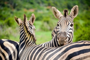 Colchester: Full-Day Addo Elephant National Park Tour