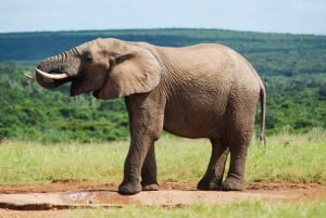 Colchester: Full-Day Addo Elephant National Park Tour