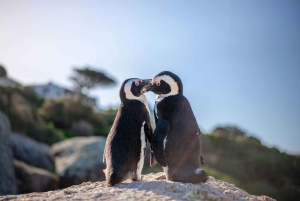 Discover Cape Town: A Luxurious 6-Day Tour Package