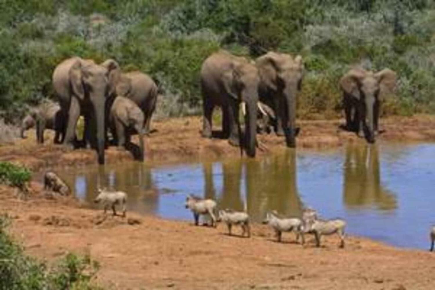 Oost-Londen: Addo en Schotia Safari 2-Daagse Tour