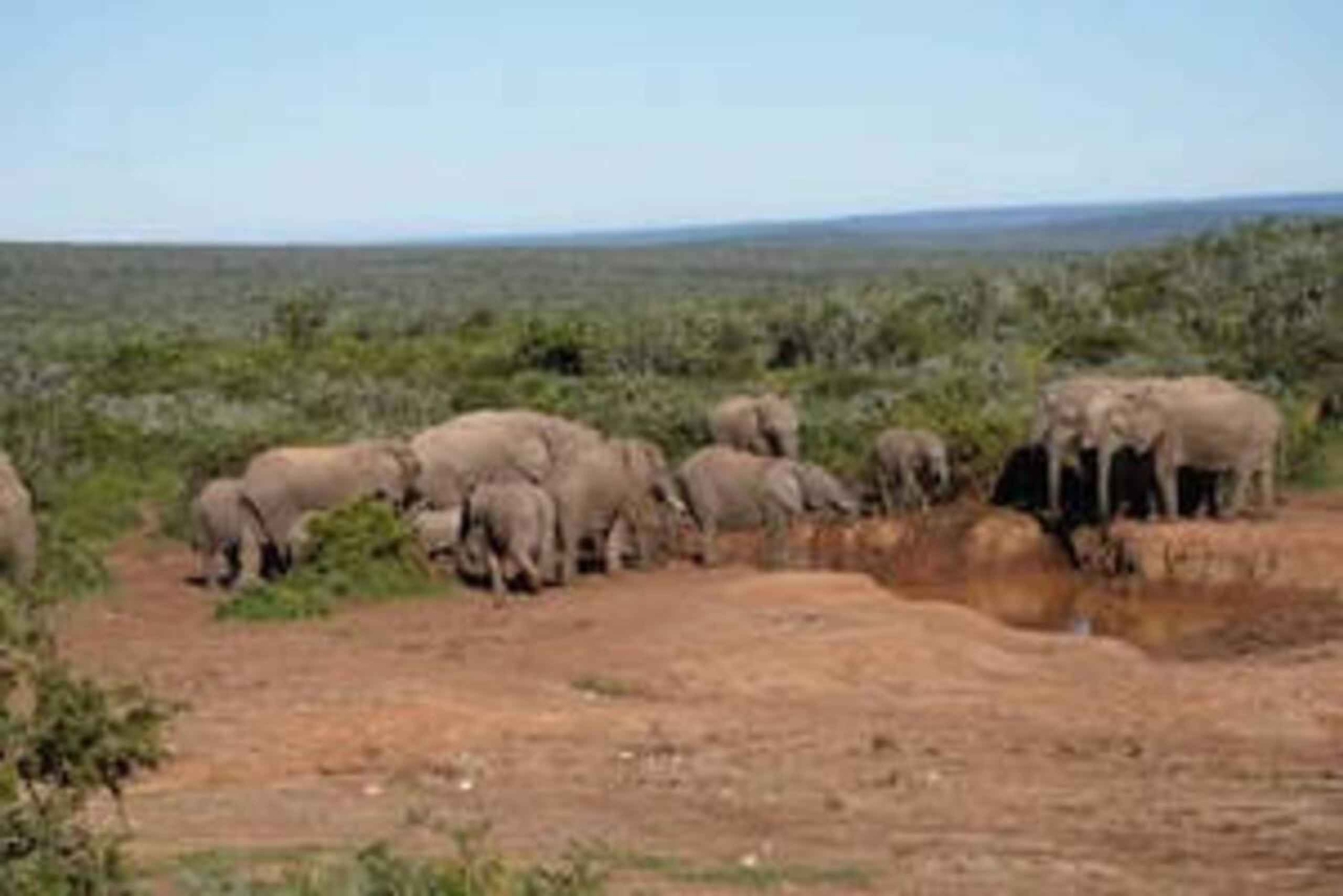 Oost-Londen: Addo en Schotia Safari 2-Daagse Tour
