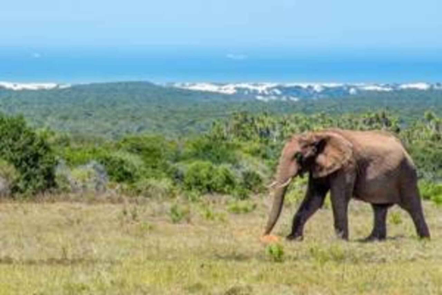 Oost-Londen: Addo en Schotia Safari 2-Daagse Tour
