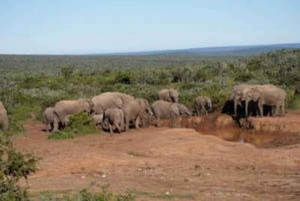 Leste de Londres: Addo e Schotia Safari - Excursão de 2 dias