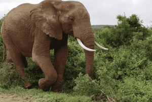 Leste de Londres: Addo e Schotia Safari - Excursão de 2 dias