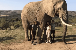 Leste de Londres: Addo e Schotia Safari - Excursão de 2 dias