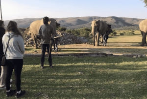 Leste de Londres: Addo e Schotia Safari - Excursão de 2 dias