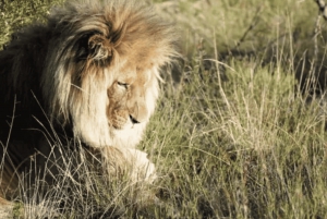 Leste de Londres: Addo e Schotia Safari - Excursão de 2 dias