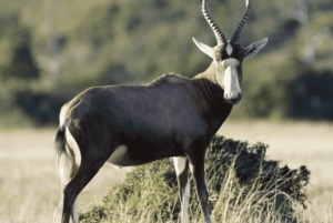 Leste de Londres: Addo e Schotia Safari - Excursão de 2 dias