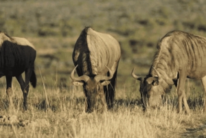 Leste de Londres: Addo e Schotia Safari - Excursão de 2 dias