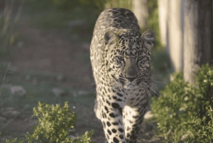 Leste de Londres: Addo e Schotia Safari - Excursão de 2 dias