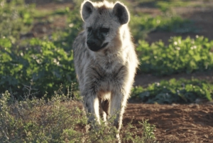 Leste de Londres: Addo e Schotia Safari - Excursão de 2 dias