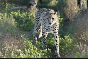 Leste de Londres: Addo e Schotia Safari - Excursão de 2 dias