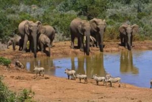 Oost-Londen: Addo en Schotia Safari 2-Daagse Tour