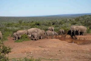 Oost-Londen: Addo en Schotia Safari 2-Daagse Tour