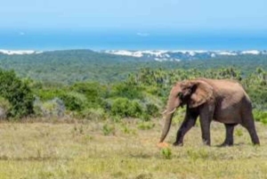 Oost-Londen: Addo en Schotia Safari 2-Daagse Tour